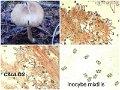 Inocybe mixtilis-amf1042-1